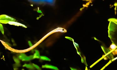 Agumbe Range (Planet Trotter)